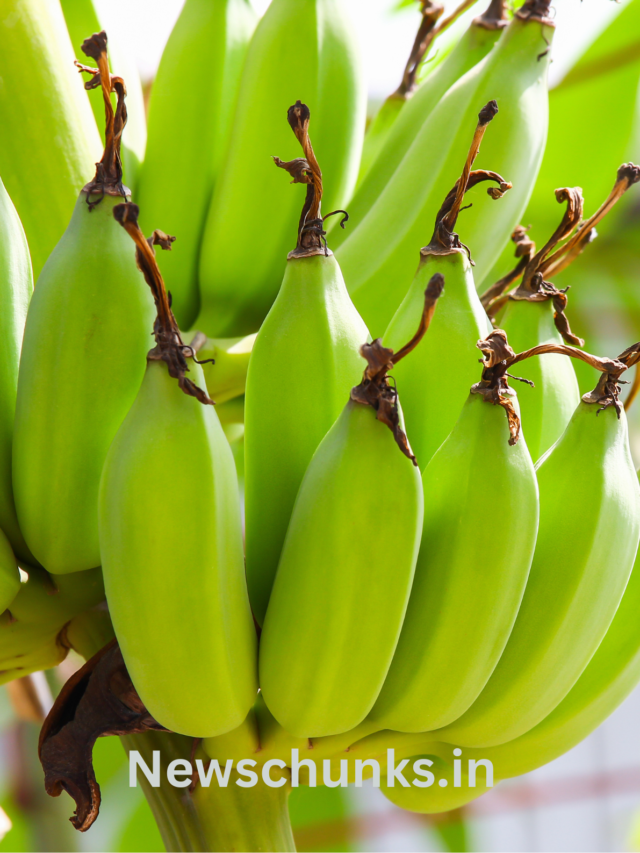 the benefits of eating raw bananas?: कच्चे केले खाने के फायदे, जानें सेहत के लिए कितना फायदेमंद है कच्चा केला