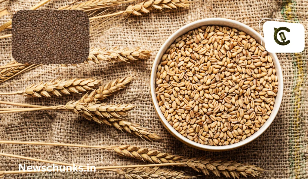 Benefits of roasted wheat: भुने हुए गेहूं के फायदे, कैंसर से लेकर डायबिटीज तक जानें क्या हैं इसके फायदे