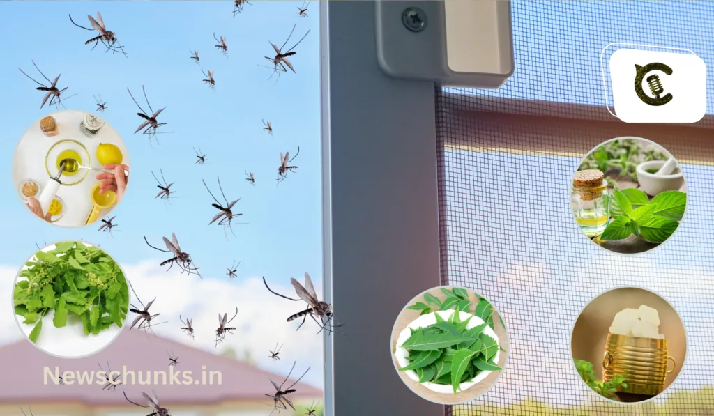 Machchhar Bhagane Ke Upay: घर में हो गए हैं ज्यादा मच्छर तो अपनाएं ये, मच्छर भगाने के घरेलू उपाय