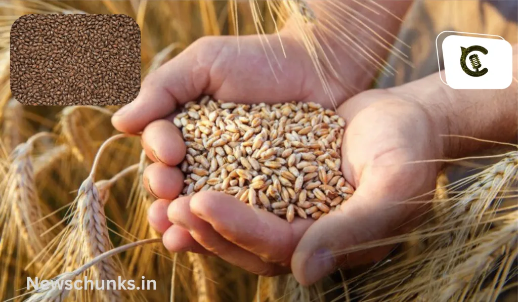 Benefits of roasted wheat: भुने हुए गेहूं के फायदे, कैंसर से लेकर डायबिटीज तक जानें क्या हैं इसके फायदे