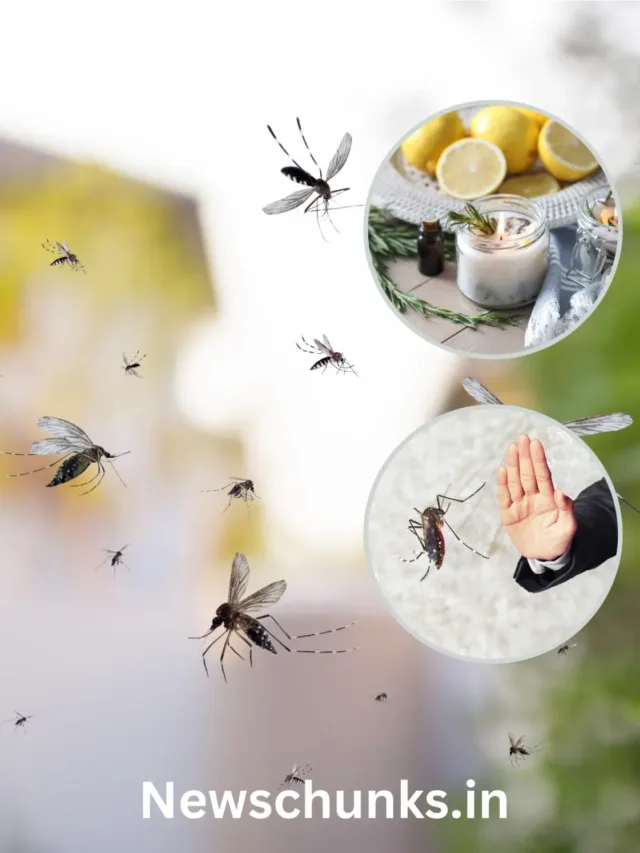 Machchhar Bhagane Ke Upay: घर में हो गए हैं ज्यादा मच्छर तो अपनाएं ये, मच्छर भगाने के घरेलू उपाय