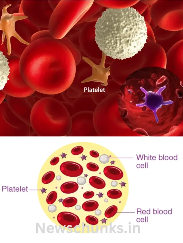 What is platelets in Hindi: क्या है प्लेटलेट्स? जानें इसके लक्षण और कैसे दूर करें शरीर में इसकी कमी